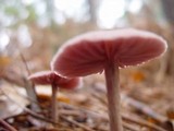 Laccaria amethystina image