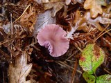 Laccaria amethystina image