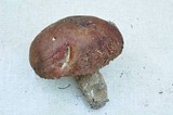 Leccinum manzanitae image