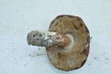 Leccinum manzanitae image