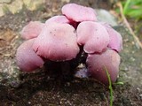 Laccaria amethystina image