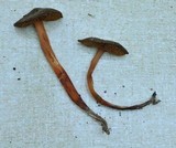 Phaeocollybia olivacea image