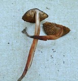 Phaeocollybia olivacea image
