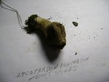 Lycoperdon echinatum image
