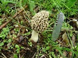 Morchella americana image