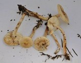 Tricholoma aurantio-olivaceum image