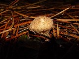 Lycoperdon echinatum image