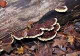 Phellinus gilvus image