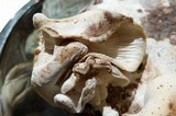 Lentinula edodes image