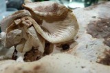 Lentinula edodes image