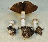 Agaricus hondensis image