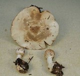 Agaricus hondensis image