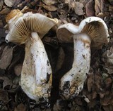 Cortinarius albofragrans image