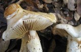 Cortinarius albofragrans image