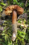 Rhodocybe nitellina image