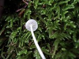 Hemimycena lactea image