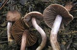 Inocybe griseolilacina image