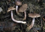 Inocybe griseolilacina image
