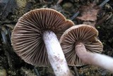 Inocybe griseolilacina image