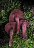 Tubaria punicea image