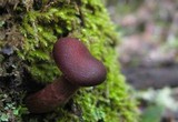 Tubaria punicea image
