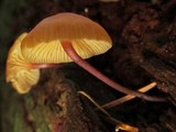 Xeromphalina cauticinalis image