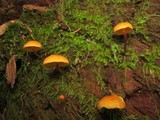 Xeromphalina cauticinalis image