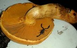 Gymnopilus ventricosus image