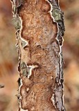 Peniophora albobadia image