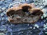 Phellinus gilvus image