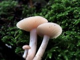 Clitocybe fragrans image