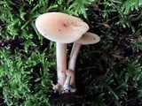 Clitocybe fragrans image