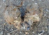 Pisolithus arrhizus image