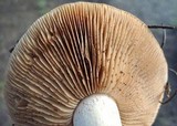 Hebeloma crustuliniforme image
