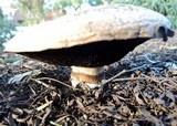 Agaricus bitorquis image