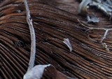 Agaricus bitorquis image