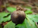 Helvella leucomelaena image