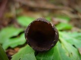 Helvella leucomelaena image