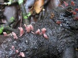 Stemonitis fusca image