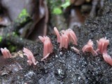 Stemonitis fusca image