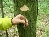 Entoloma strictius image