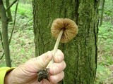 Entoloma strictius image
