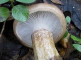 Hygrophorus latitabundus image