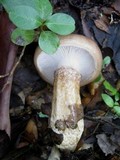 Hygrophorus latitabundus image