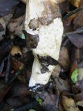 Hygrophorus latitabundus image