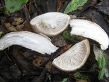 Hygrophorus latitabundus image