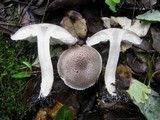Tricholoma scalpturatum image