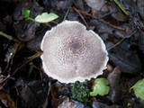 Tricholoma scalpturatum image