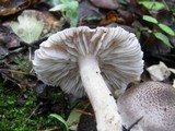 Tricholoma scalpturatum image