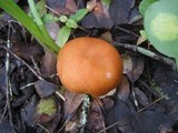 Hygrocybe pratensis image